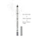 Göz Kalemi - Eye Pencil  No: 311 GÜMÜŞ
